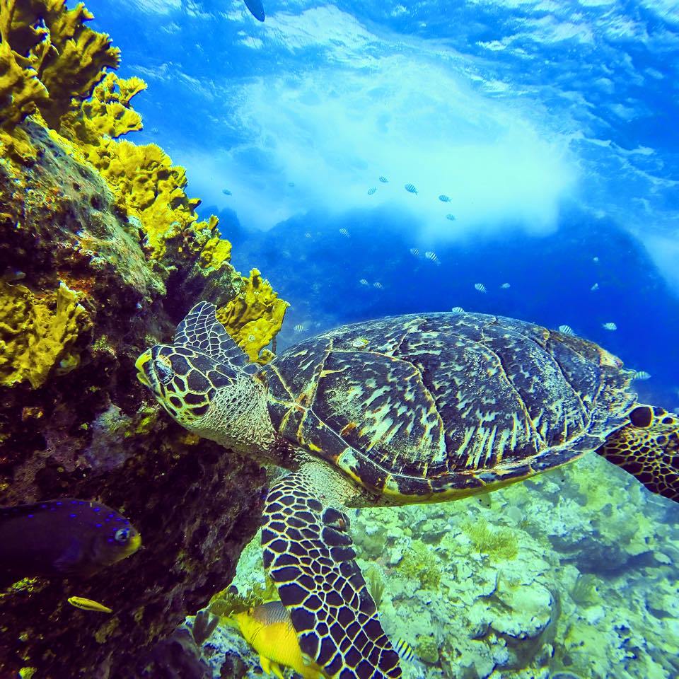 Red Hook Dive Center